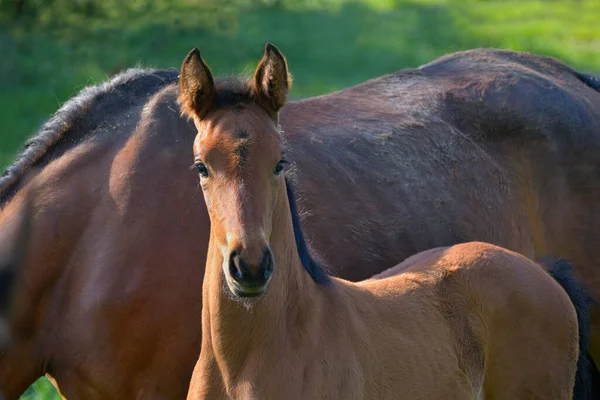 Portrait Cute Bay Warmblood Filly Standing Its Mother Green Meadow — 스톡 사진