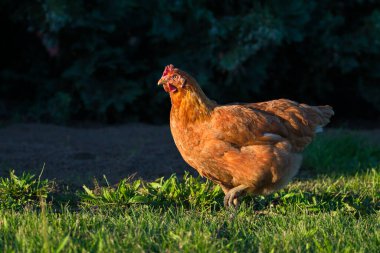 Kırmızı taçlı, koşan kahverengi bir tavuk. Doğa arkaplanı.
