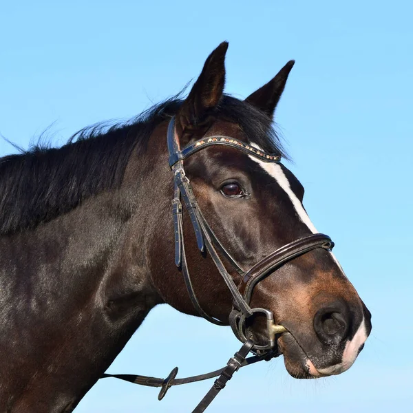 Retrato Cavalo Sangue Quente Marrom Selo Com Snaffle Céu Azul — Fotografia de Stock