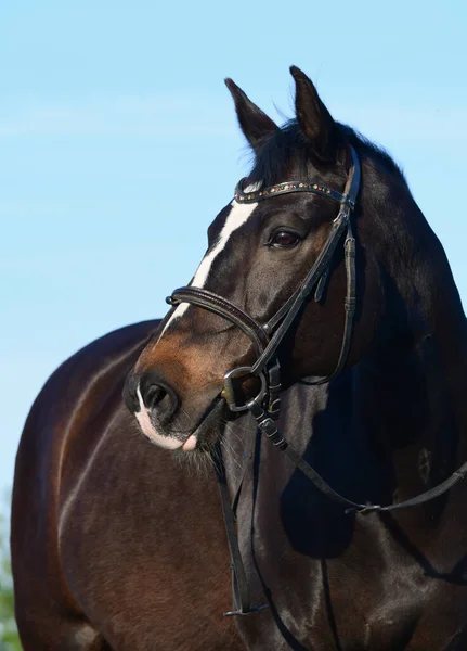 カタツムリとシール茶色の暖かい馬の肖像画 背景に青い空 — ストック写真