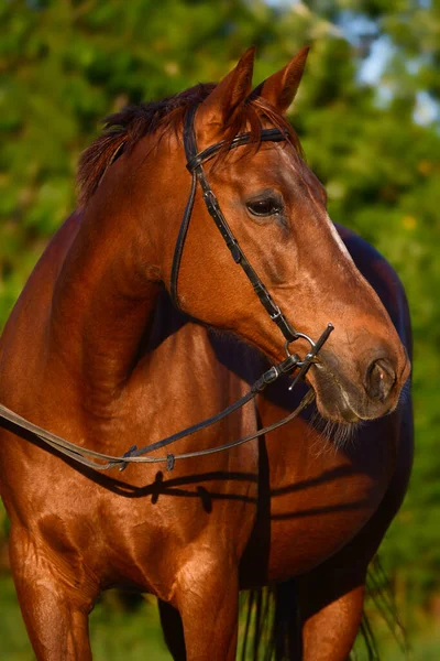 Retrato Cavalo Sangue Quente Castanho Com Snaffle Luz Sol Noite — Fotografia de Stock