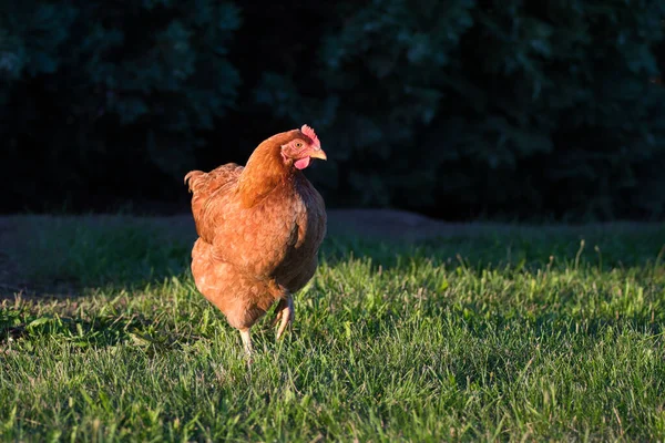 赤い冠を持つ無料の実行中の茶色の鶏 自然背景 — ストック写真