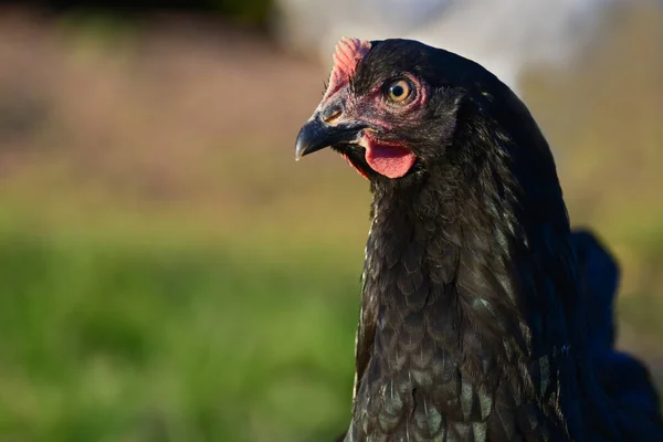メタリックグリーンの羽を持つ黒鶏の肖像画 自然背景 — ストック写真