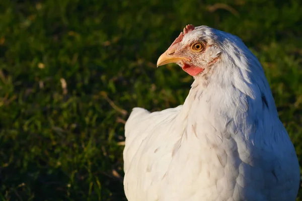 Retrato Pollo Blanco Con Una Corona Roja Fondo Naturaleza —  Fotos de Stock