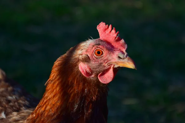 赤い冠を持つ茶色の鶏の肖像画 自然背景 — ストック写真