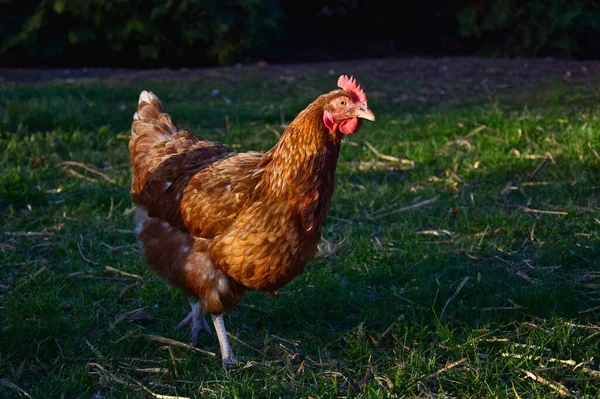 赤い冠を持つ無料の実行中の茶色の鶏 自然背景 — ストック写真