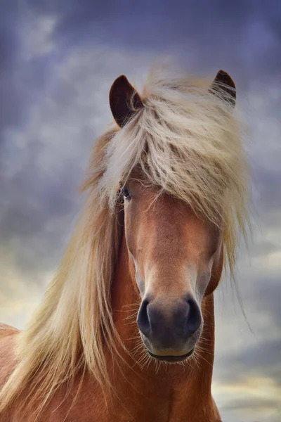 Portrait Beautiful Icelandic Stallion Flaxen Chestnut Stock Picture
