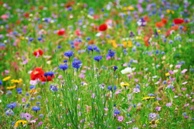 Kırmızı gelincikler ve diğer tarla çiçekleriyle bir çiçek tarlasında (Centaurea). Odak noktası çiçek çiçekleri..
