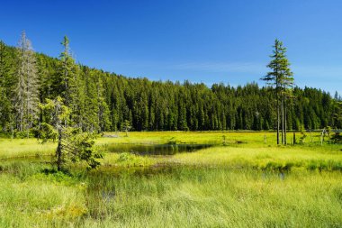 Beautiful lake Grosser Arbersee with its swimming islands in the Bavarian Forest. Upper Palatinate, Bavaria, Germany.
