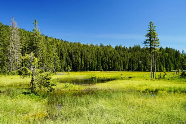 Güzel Grosser Arbersee Gölü ve Bavyera Ormanı 'ndaki yüzme adaları. Üst Derebeyi, Bavyera, Almanya.