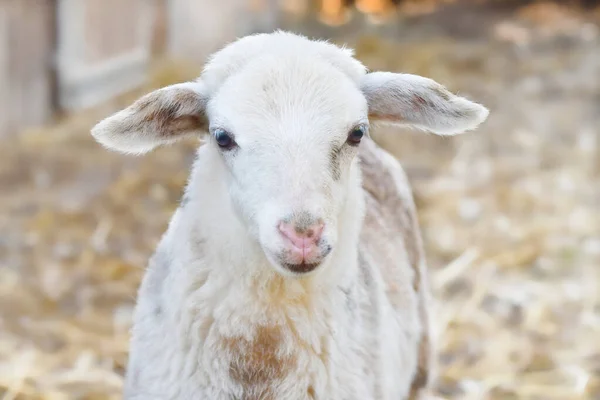 Porträtt Ett Gulligt Vitt Svart Brunt Lamm — Stockfoto