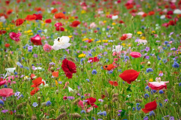 Piękna Łąka Kwiatowa Różnymi Kolorowymi Kwiatami Polnymi Skupiamy Się Czerwono — Zdjęcie stockowe