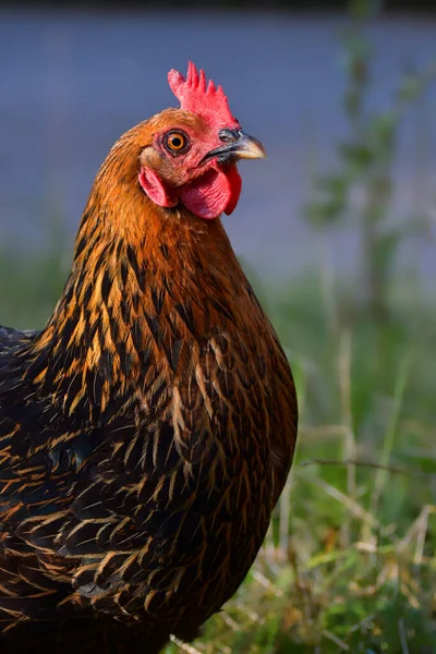 Portrait Free Running Black Brown Chicken Red Crown —  Fotos de Stock