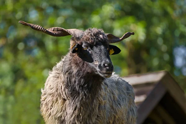 Portrait Male Black Hortobagy Racka Sheep Ovis Aries Strepsiceros Hungaricus —  Fotos de Stock