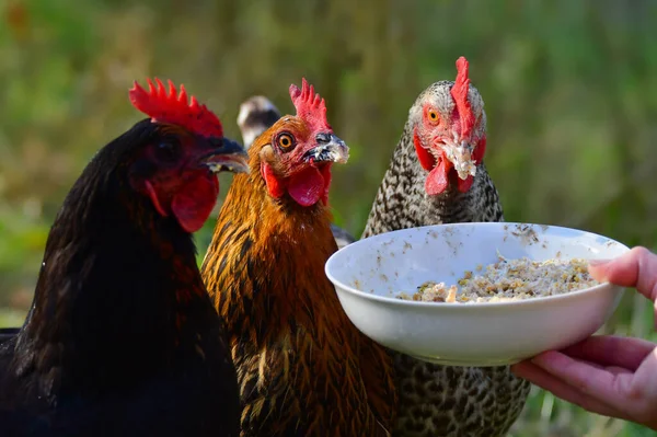 異なる品種の3つの無料の実行中の鶏の肖像画は ボウルからいくつかの穀物を食べる 椀は手で握る 焦点は真ん中にあります — ストック写真