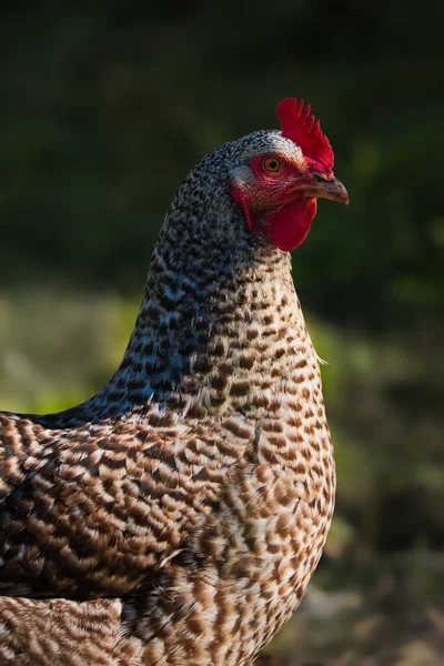 黒と白の禁止された配管を持つ無料の実行中の鶏の肖像画 Blauer Sperber — ストック写真