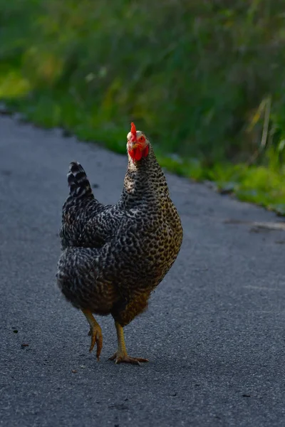 Free Running Chicken Black White Barred Plumage Blauer Sperber Head — стокове фото