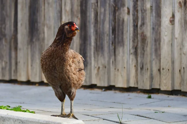 Free Running Brown Araucana Chicken Front Stable —  Fotos de Stock