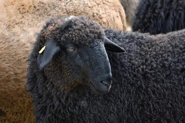 Portrait Cute Black Sheep Other Sheep Background —  Fotos de Stock