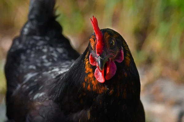 赤王冠と黒と茶色の鶏を実行している無料の肖像画 — ストック写真