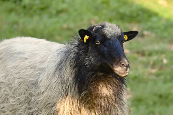 Portrait Cute Black Sheep White Wool Part Sunspot —  Fotos de Stock