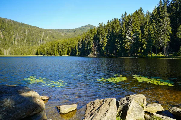 Güzel Grosser Arbersee Gölü ve Bavyera Ormanı 'ndaki yüzme adaları. Üst Derebeyi, Bavyera, Almanya.