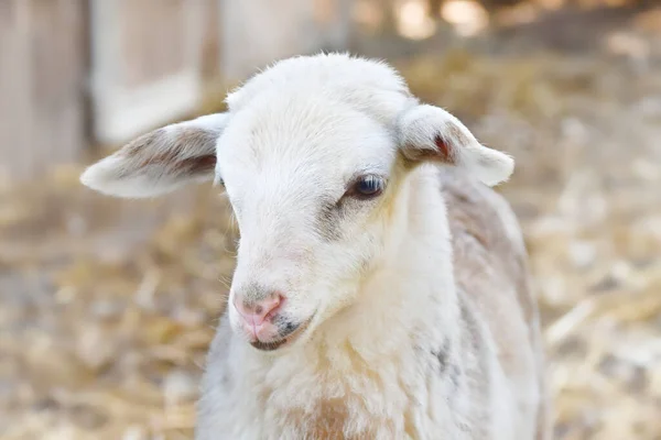 Porträtt Ett Gulligt Vitt Svart Brunt Lamm — Stockfoto