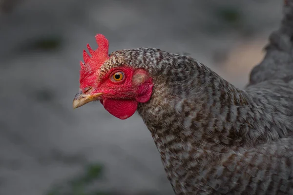 黒と白の禁止された配管を持つ無料の実行中の鶏の肖像画 ブラウアー スペルバー 頭は黒点にあります — ストック写真