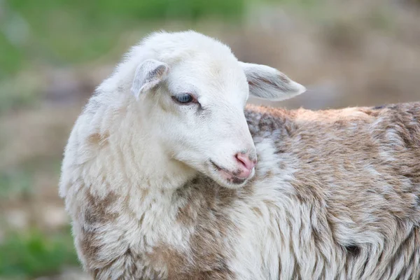 Porträtt Ett Gulligt Vitt Svart Brunt Lamm — Stockfoto