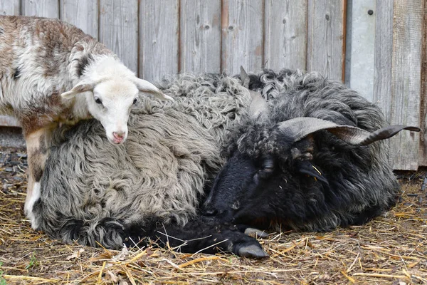 Male Black Hortobagy Racka Sheep Ovis Aries Strepsiceros Hungaricus Long — Stock Photo, Image