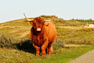 A Highland cattle in the North Holland dune reserve, standing beside a path. Schoorlse Duinen, Netherlands.