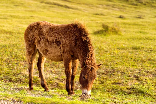 A brown Konik foal grazing in the North Holland dune reserve. Netherlands.