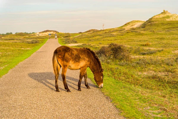 Konik Foal North Holland Dune Reserve Grazing Path Netherlands —  Fotos de Stock