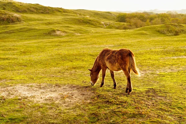 Brown Konik Foal Grazing North Holland Dune Reserve Netherlands —  Fotos de Stock