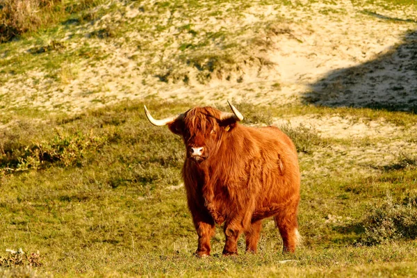 Highland Cattle North Holland Dune Reserve Schoorlse Duinen Netherlands — Stock Photo, Image