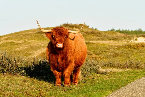 A Highland cattle in the North Holland dune reserve, standing beside a path. Schoorlse Duinen, Netherlands.