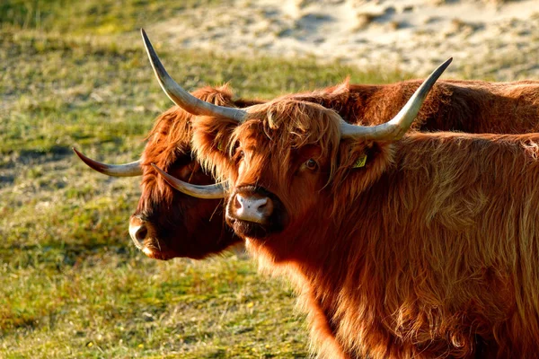 Portrait of two Highland cattle in the North Holland dune reserve. A bull and a cow. Schoorlse Duinen, Netherlands.