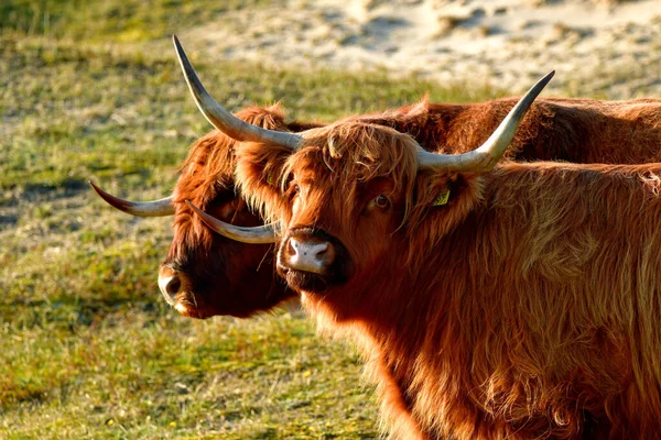 Портрет Двух Горских Животных Резерве Дюн Северной Голландии Бык Корова — стоковое фото