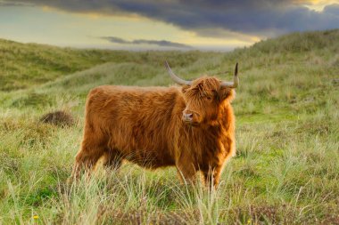 A beautiful Highland cattle in the North Holland dune reserve. Netherlands.