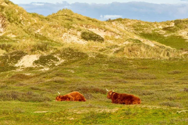 Two Highland Cattle Lying North Holland Dune Reserve One Sleeping —  Fotos de Stock