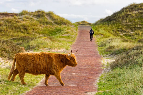 Highland Cattle North Holland Dune Reserve Crossing Path Biker Background —  Fotos de Stock