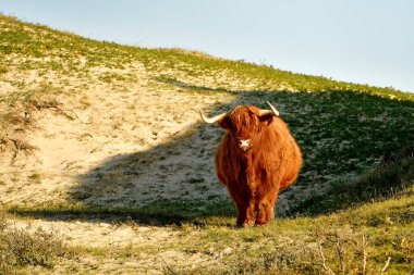 A Highland cattle in the North Holland dune reserve. Schoorlse Duinen, Netherlands.