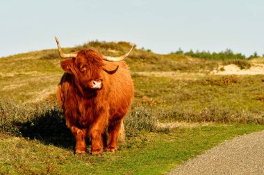 A Highland cattle in the North Holland dune reserve, standing beside a path. Schoorlse Duinen, Netherlands.