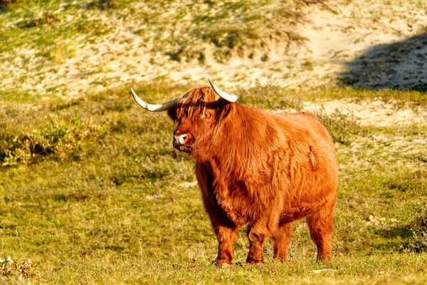 Highland Cattle North Holland Dune Reserve Schoorlse Duinen Netherlands — Stock fotografie