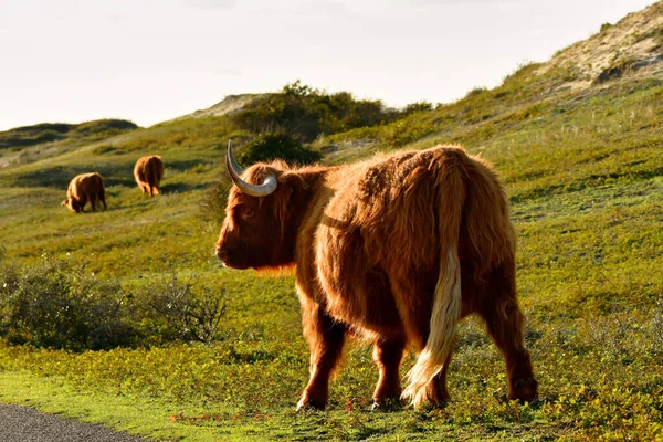 Highland Cattle North Holland Dune Reserve Schoorlse Duinen Netherlands —  Fotos de Stock