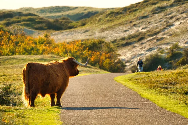 Highland Cattle North Holland Dune Reserve Standing Path Awaiting Two — Stock Photo, Image