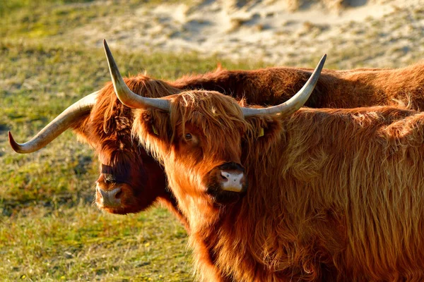 Portrait Two Highland Cattle North Holland Dune Reserve Bull Cow — Photo