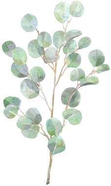 Okaliptüs suluboya filizi. Kart, davetiye, kağıt için resim. Beyaz arkaplanda izole bırakırlar.