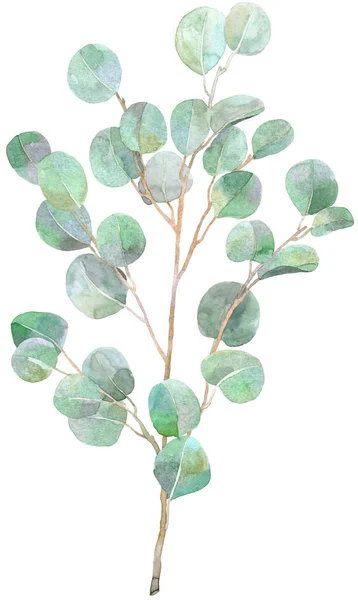 ユーカリの水の色の小枝 カード 招待状 紙のイラスト 白地に孤立した葉 — ストック写真