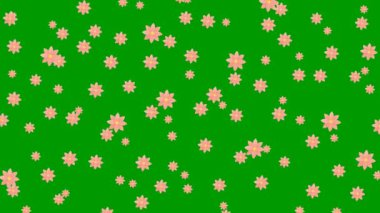 Animated pink flowers fly from top to bottom. Looped video. Vector illustration isolated on the green background.